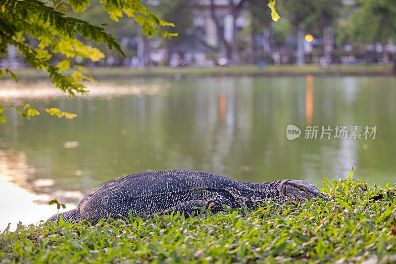亚洲水监测器，Varanus salvator，在曼谷一个公园的一个湖前